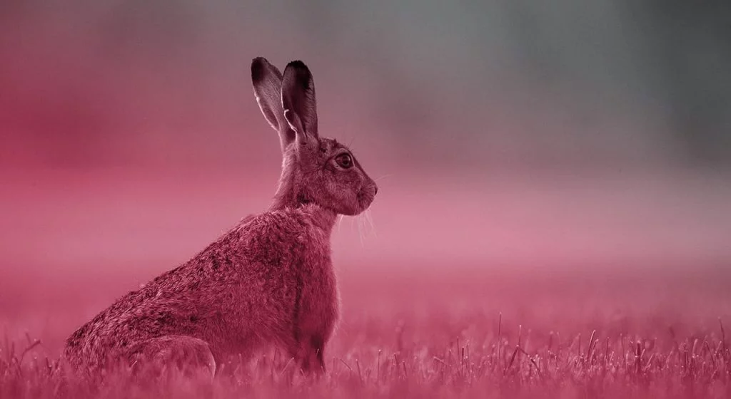 ecucha activa en growth hacking